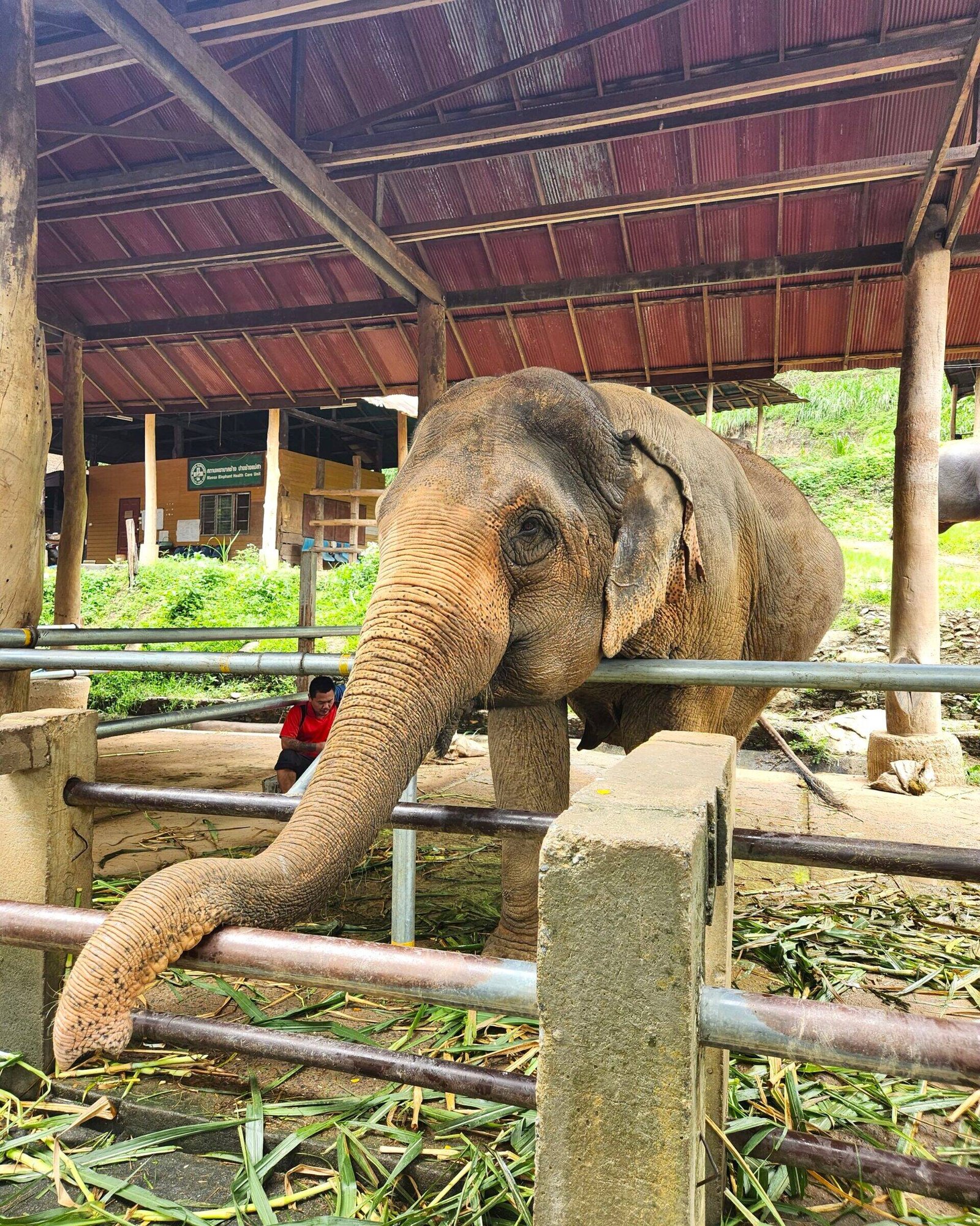 Elephant Sanctuary near Chiang Mai, Thailand