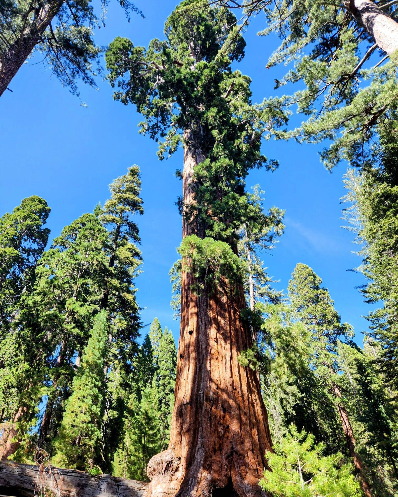 General-Grant-Tree