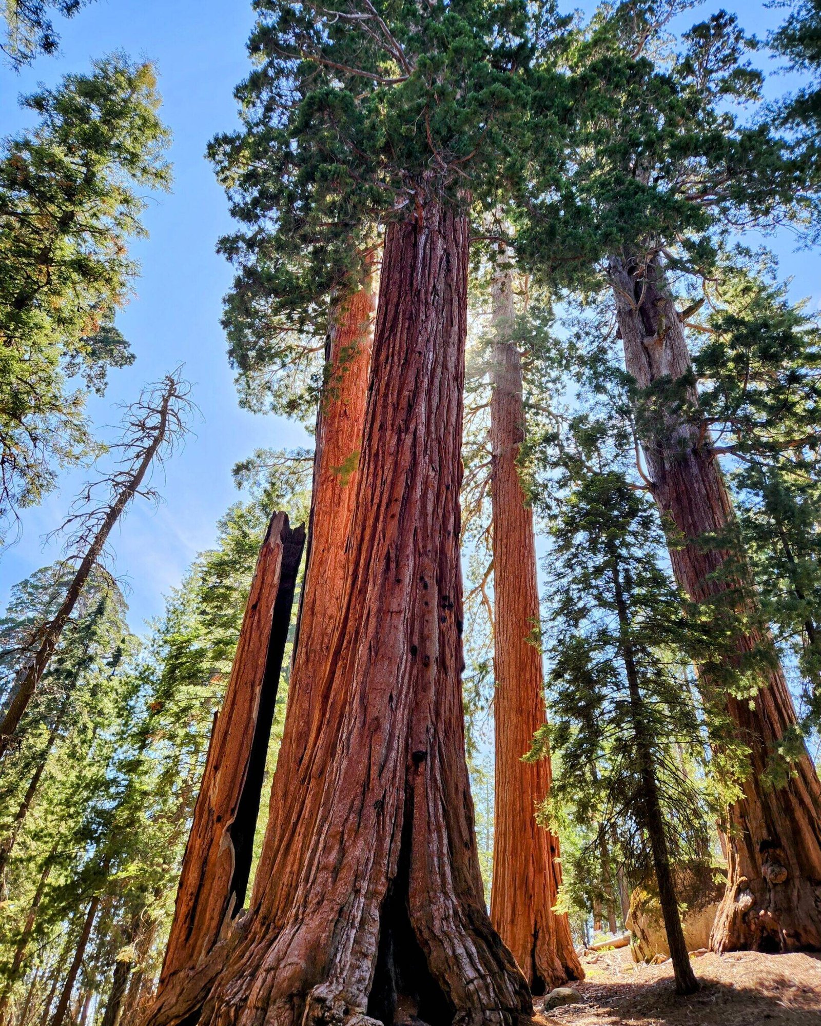 Kings-Canyon-Grant Tree Trail