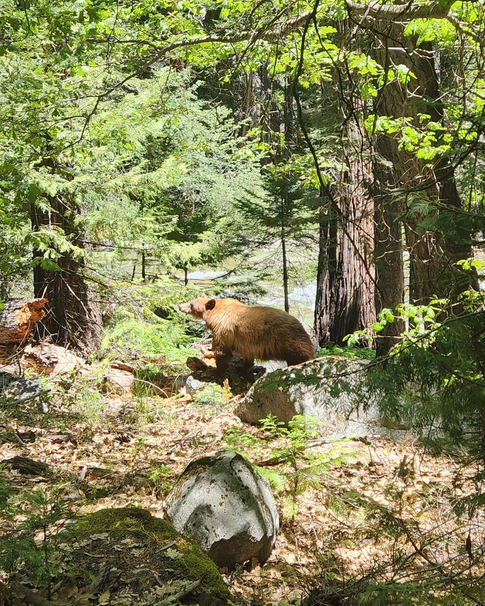 Kings-Canyon-National-Park-Bear