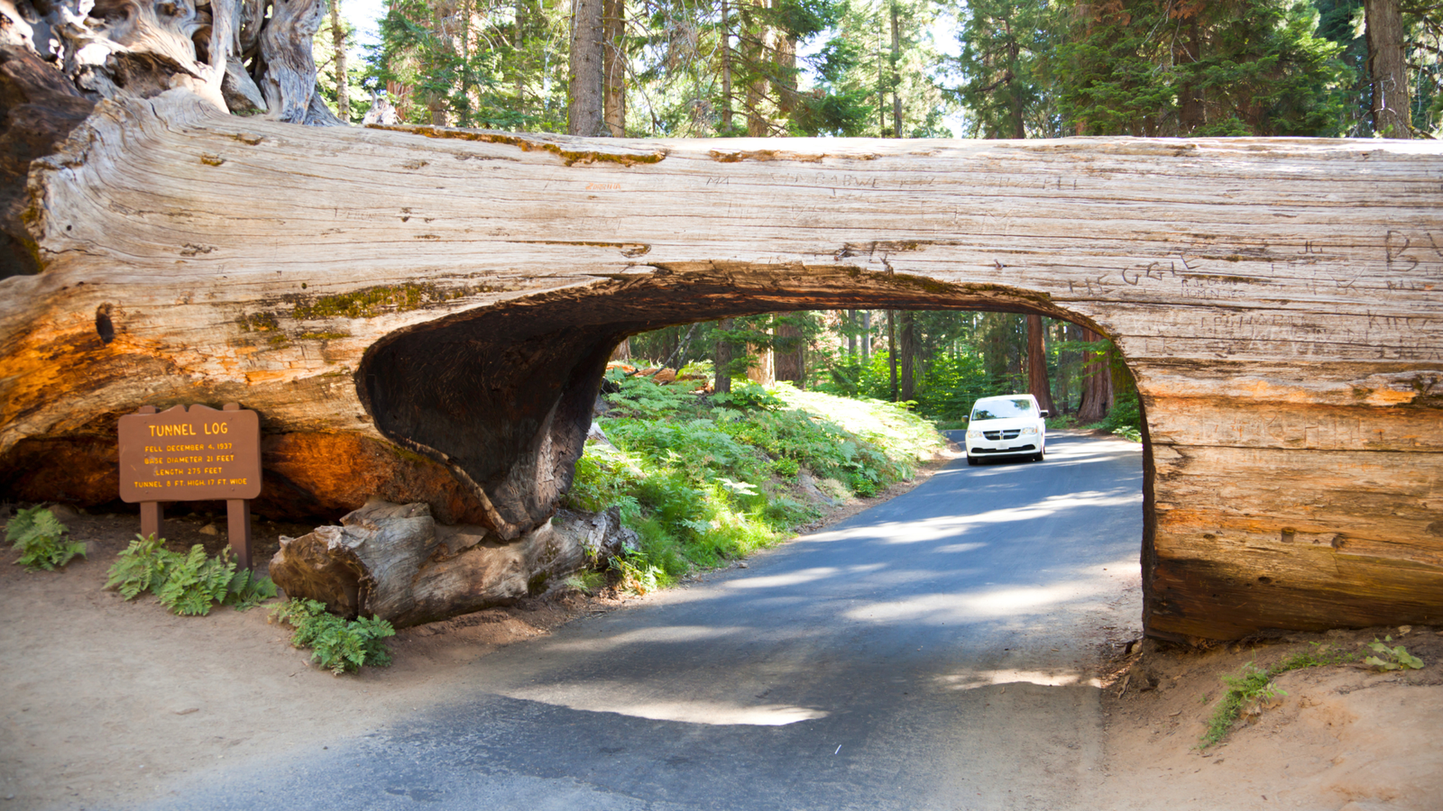 Sequioa Nationa Park Tunnel Log