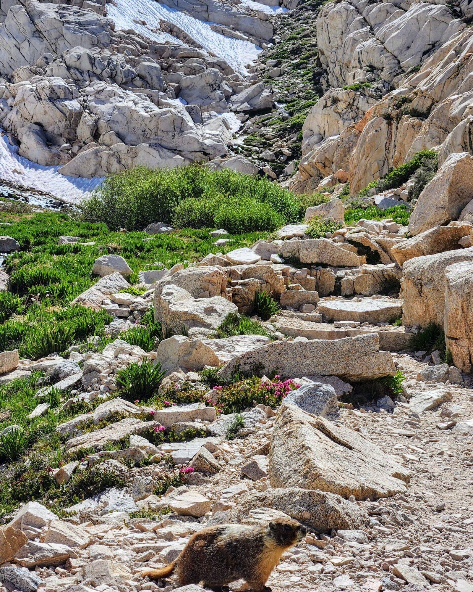 mt-whitney-trailside-meadow